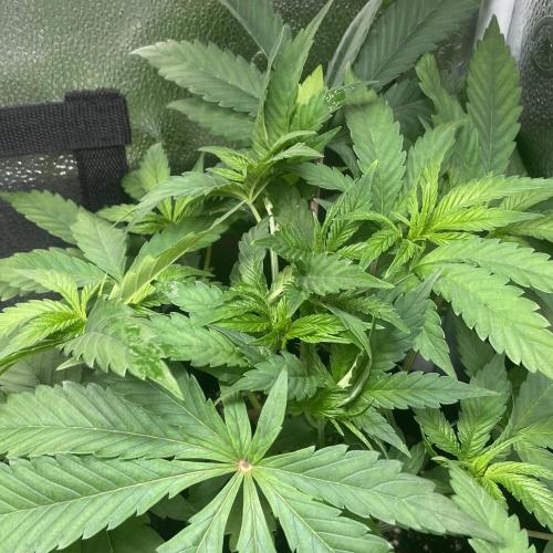 Mental Rainbow. Week 4