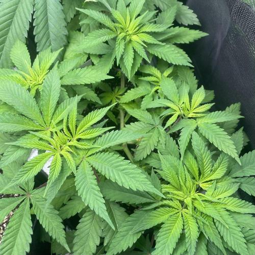 L.A. Vanilla Cake. Week 4