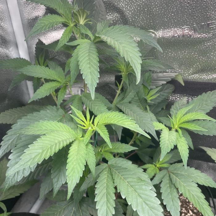 24k Clone III. Week 4