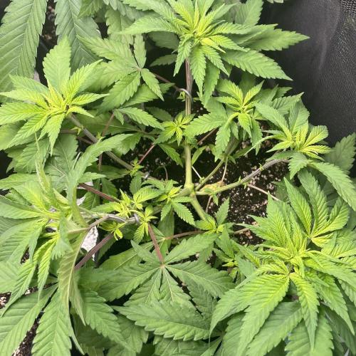 L.A. Vanilla Cake. Week 4