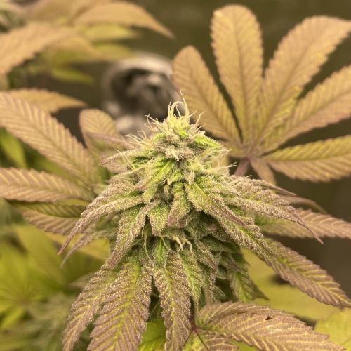 24k Clone II. Week 16