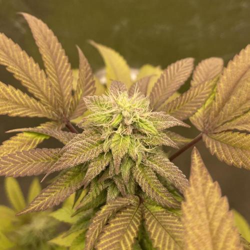 24k Clone II. Week 16