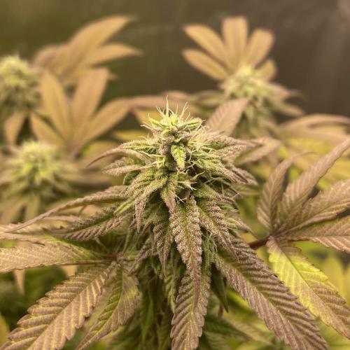 24k Clone II. Week 16