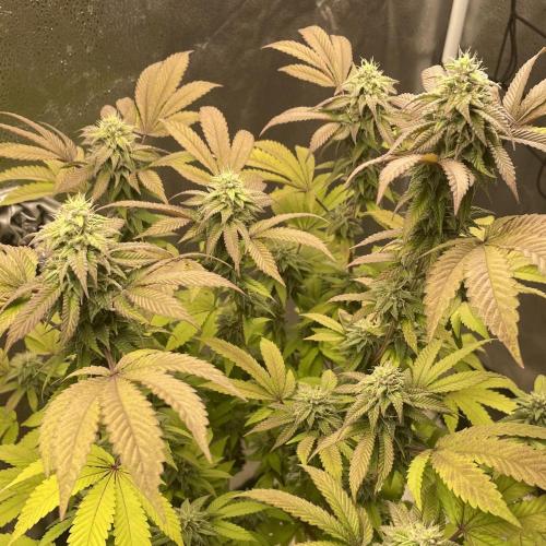 24k Clone II. Week 16