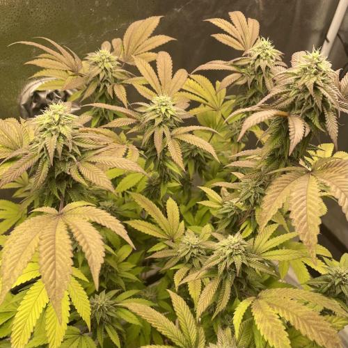 24k Clone II. Week 16