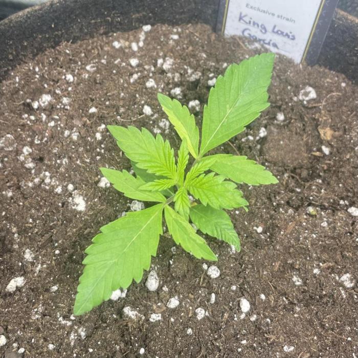 King Louis Garcia. Week 1