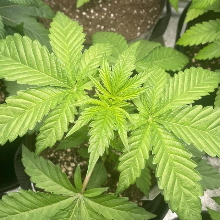 Blueberry Cupcake. Week 2