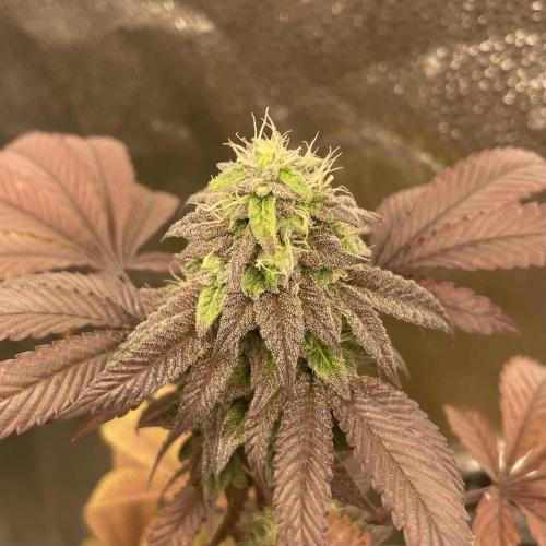 24k Clone II. Week 17