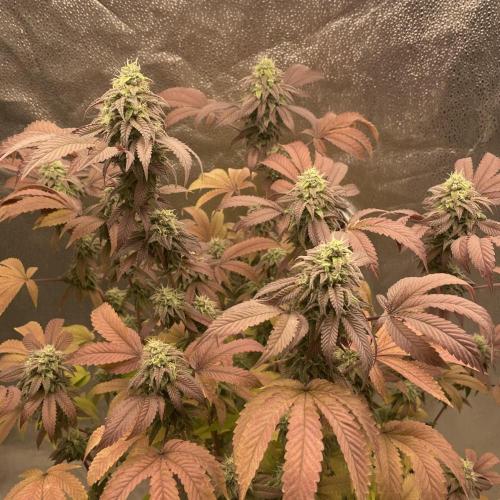 24k Clone II. Week 17