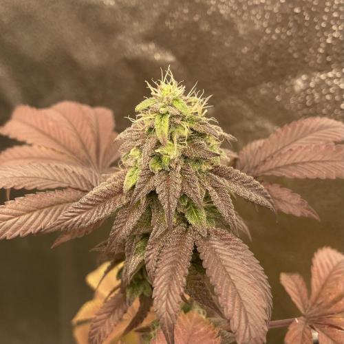 24k Clone II. Week 17