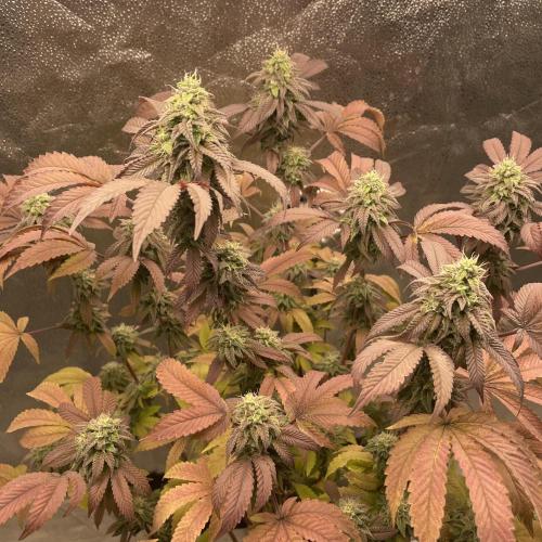 24k Clone II. Week 17