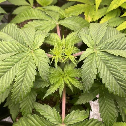 Blueberry Cupcake. Week 3