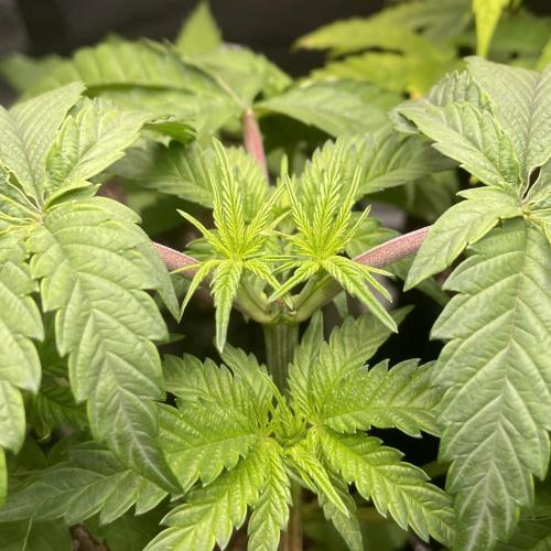 Blueberry Cupcake. Week 3