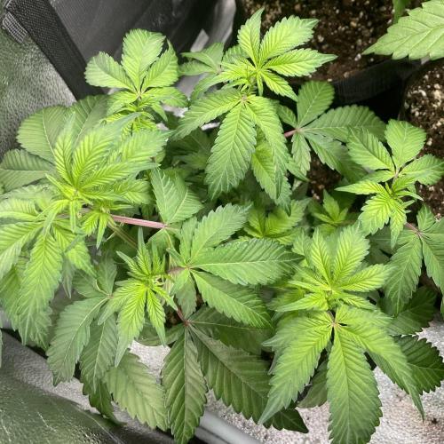 Monster Clone. Week 4