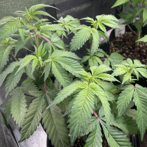 Monster Clone. Week 4