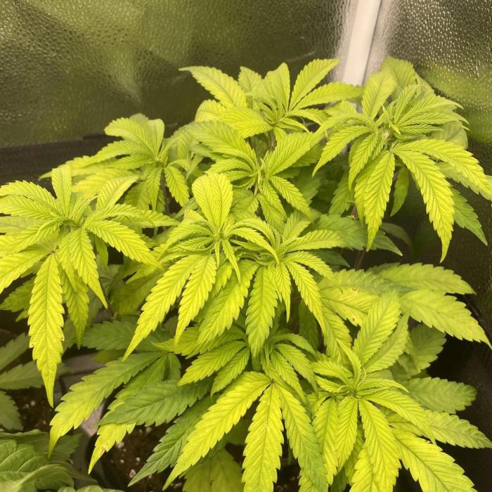 Mental Rainbow. Week 6