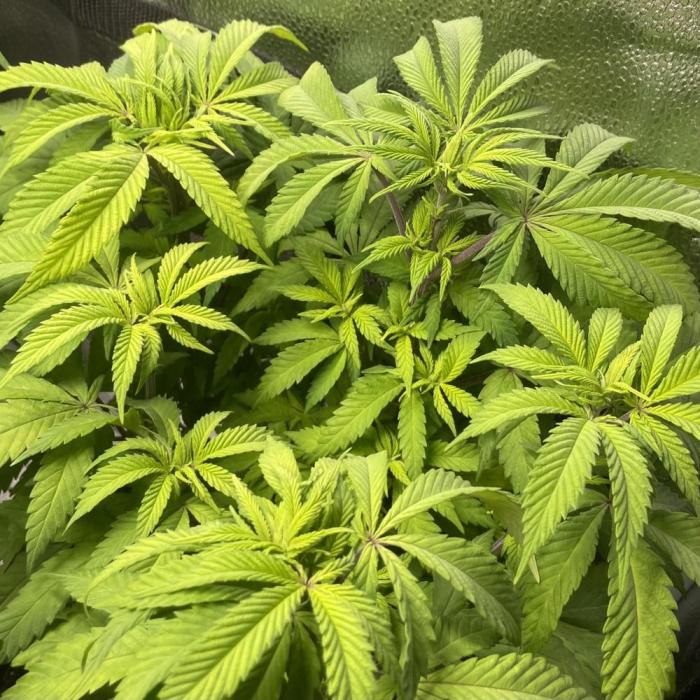 L.A. Vanilla Cake. Week 6