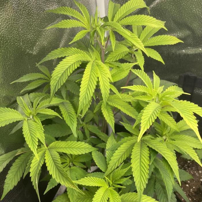 24k Clone III. Week 6