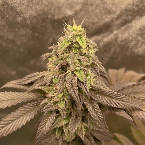 24k Clone II. Week 18