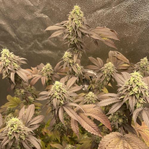 24k Clone II. Week 18