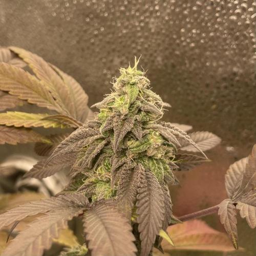 24k Clone II. Week 18