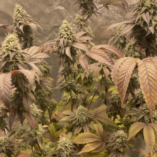 24k Clone II. Week 18