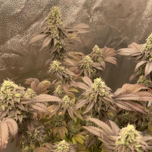 24k Clone II. Week 18