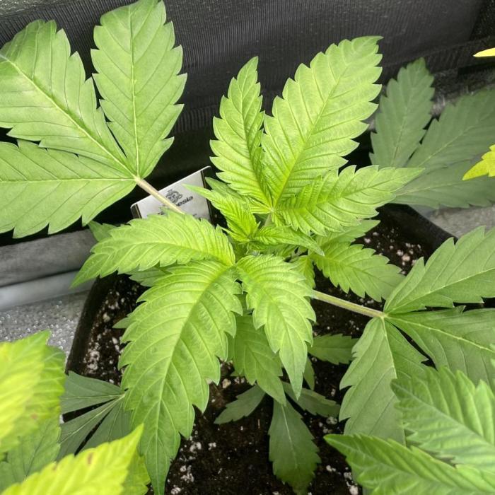 King Louis Garcia. Week 3