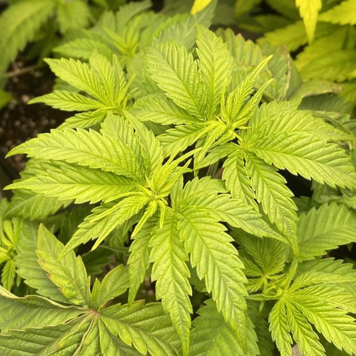 Blueberry Cupcake. Week 4