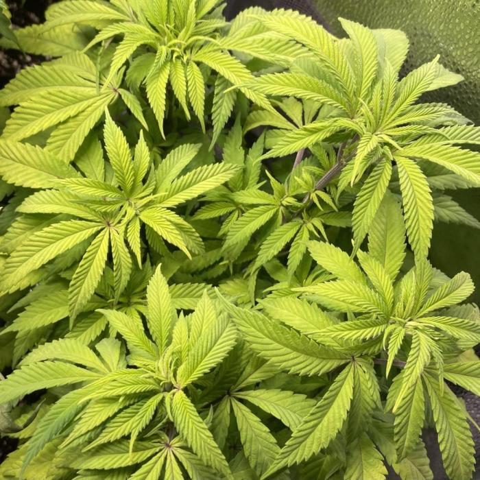 L.A. Vanilla Cake. Week 7