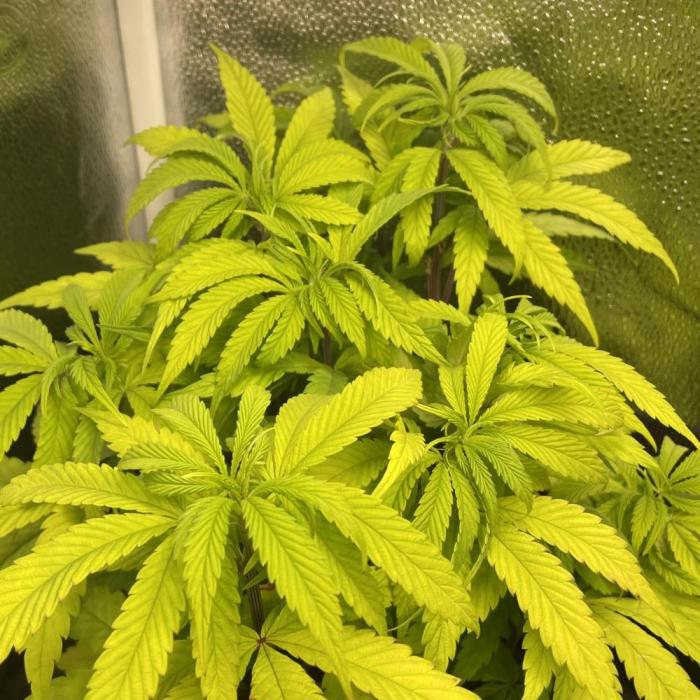 Mental Rainbow. Week 7