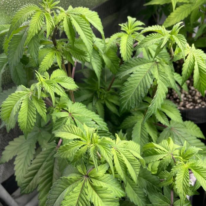 Monster Clone. Week 5