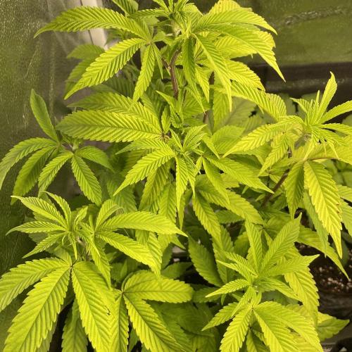 24k Clone III. Week 7