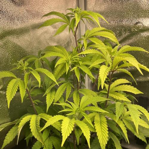 24k Clone III. Week 7