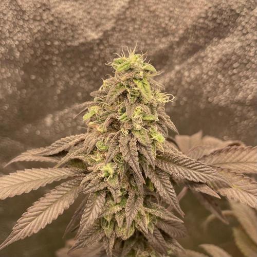 24k Clone II. Week 19