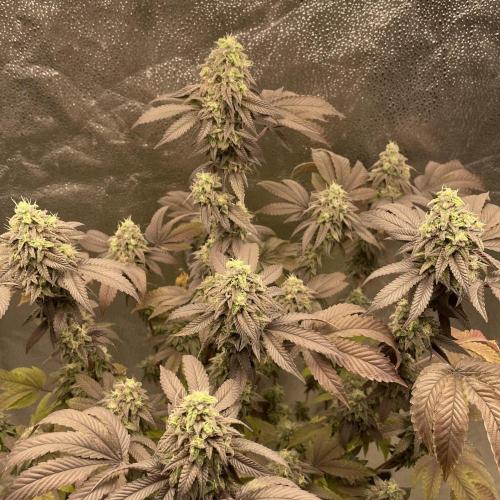 24k Clone II. Week 19