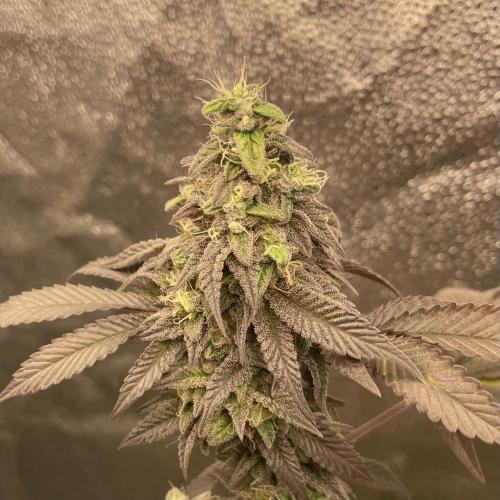 24k Clone II. Week 19