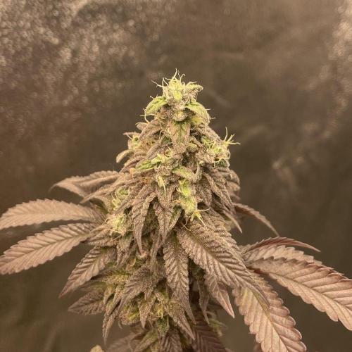 24k Clone II. Week 20