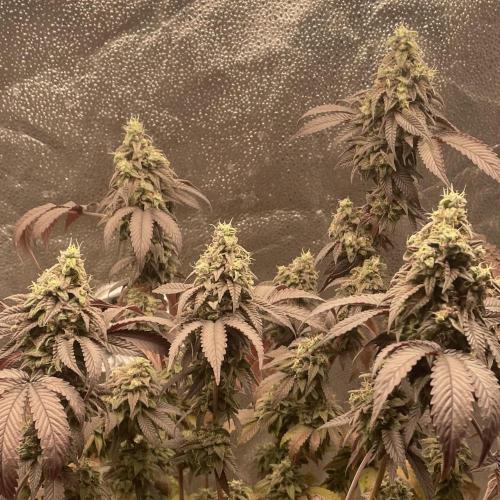 24k Clone II. Week 20