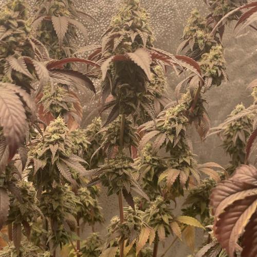 24k Clone II. Week 20