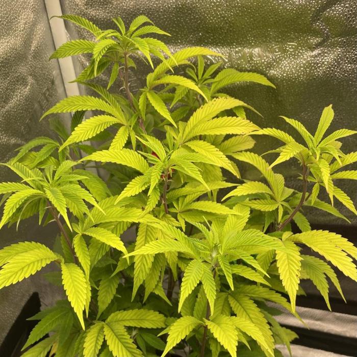 24k Clone III. Week 8