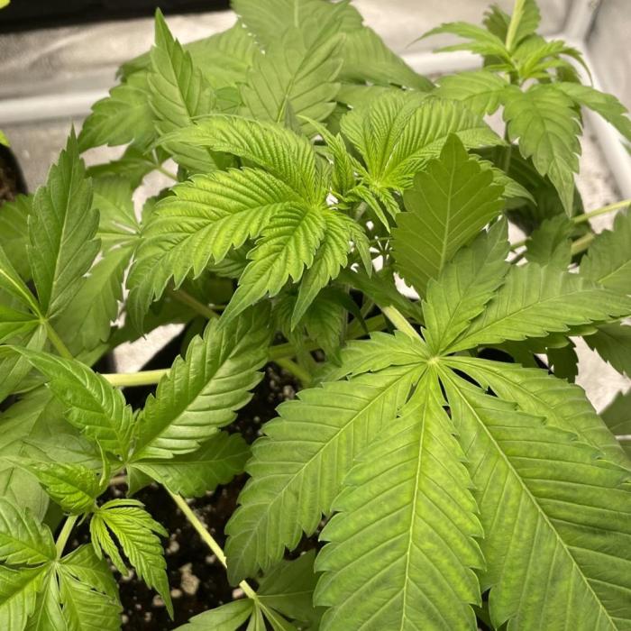 King Louis Garcia. Week 4