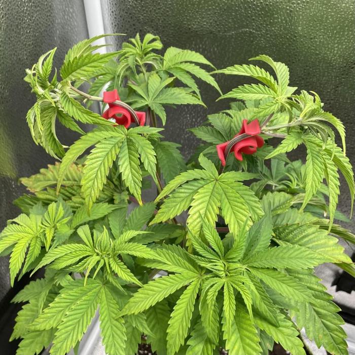 Blueberry Cupcake. Week 5