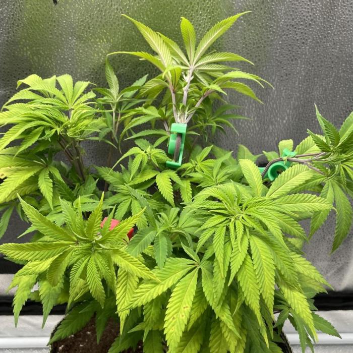 L.A. Vanilla Cake. Week 8