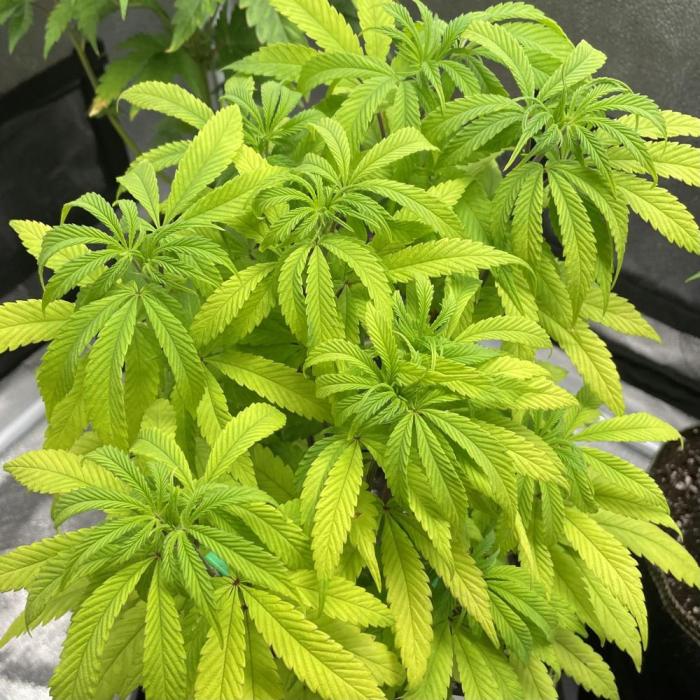 Mental Rainbow. Week 8