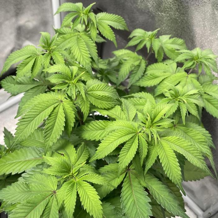 Monster Clone. Week 6