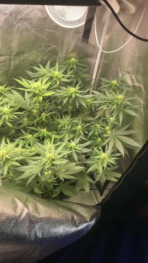 White Fire OG