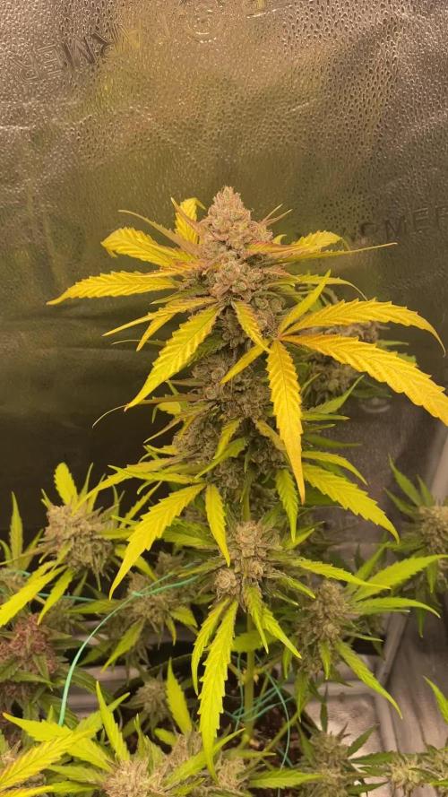 Sunset Sherbet Auto
