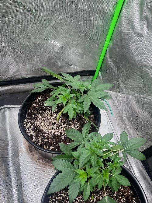 Auto Run. Week 3