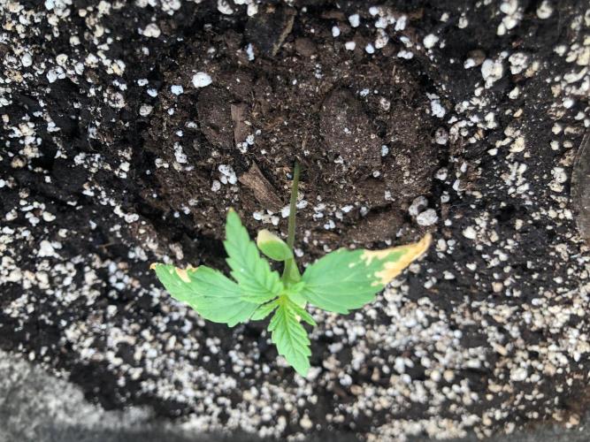 MAG_GROWER